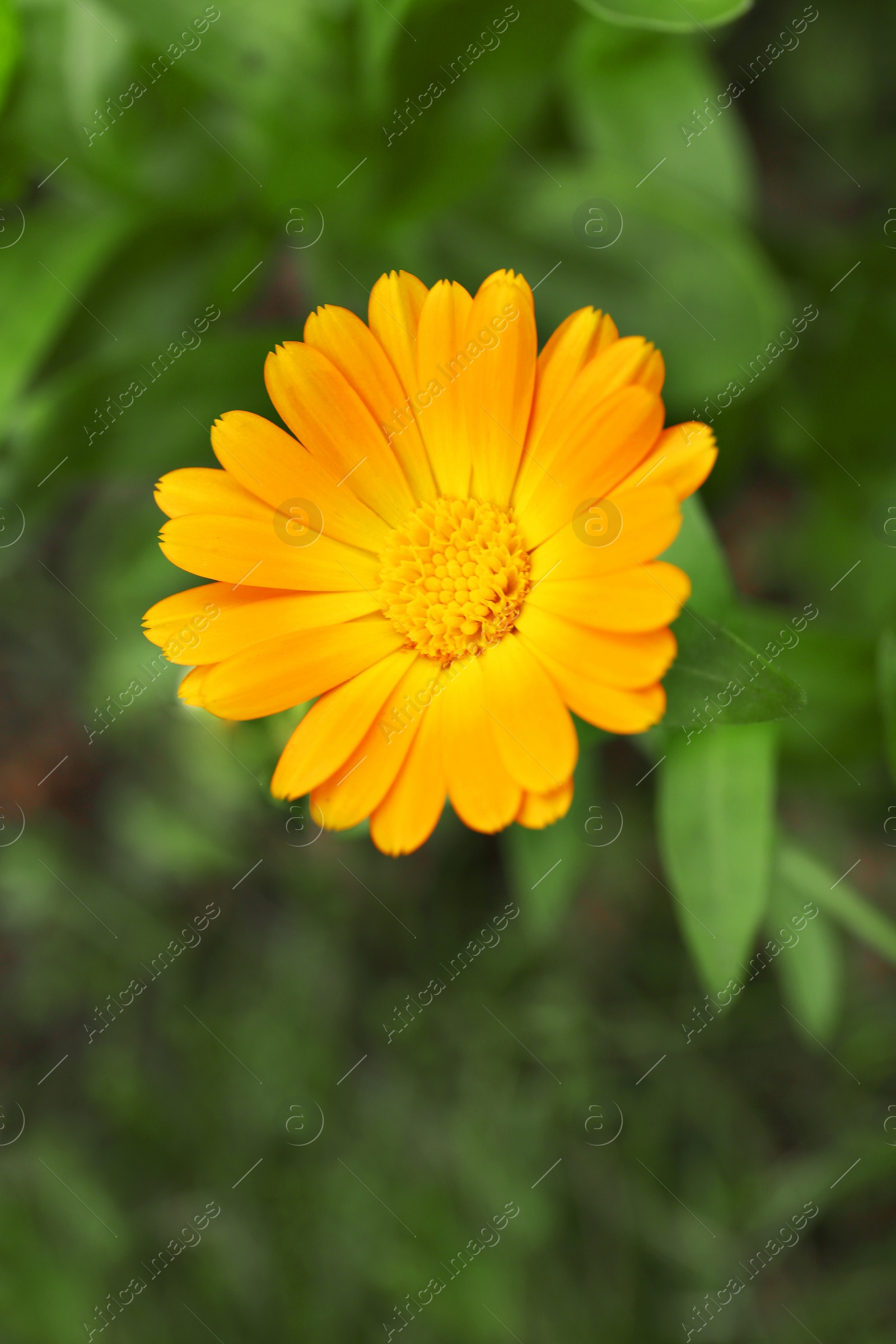 Photo of Beautiful blooming calendula flower growing outdoors, closeup