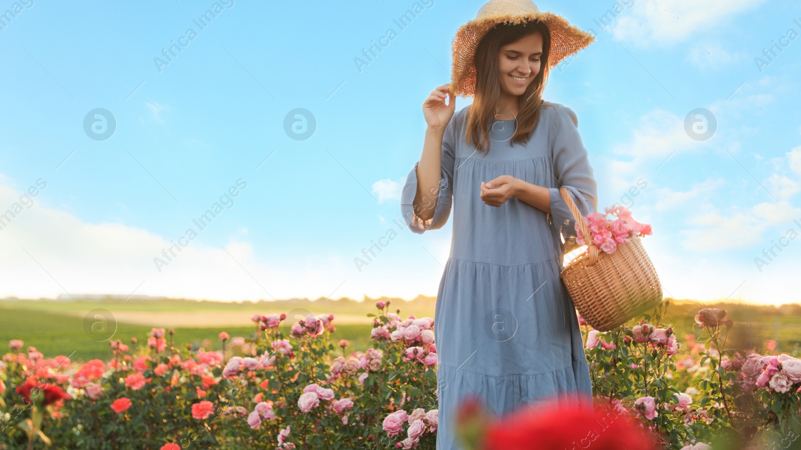 Photo of Woman with basket of roses in beautiful blooming field