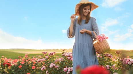 Woman with basket of roses in beautiful blooming field