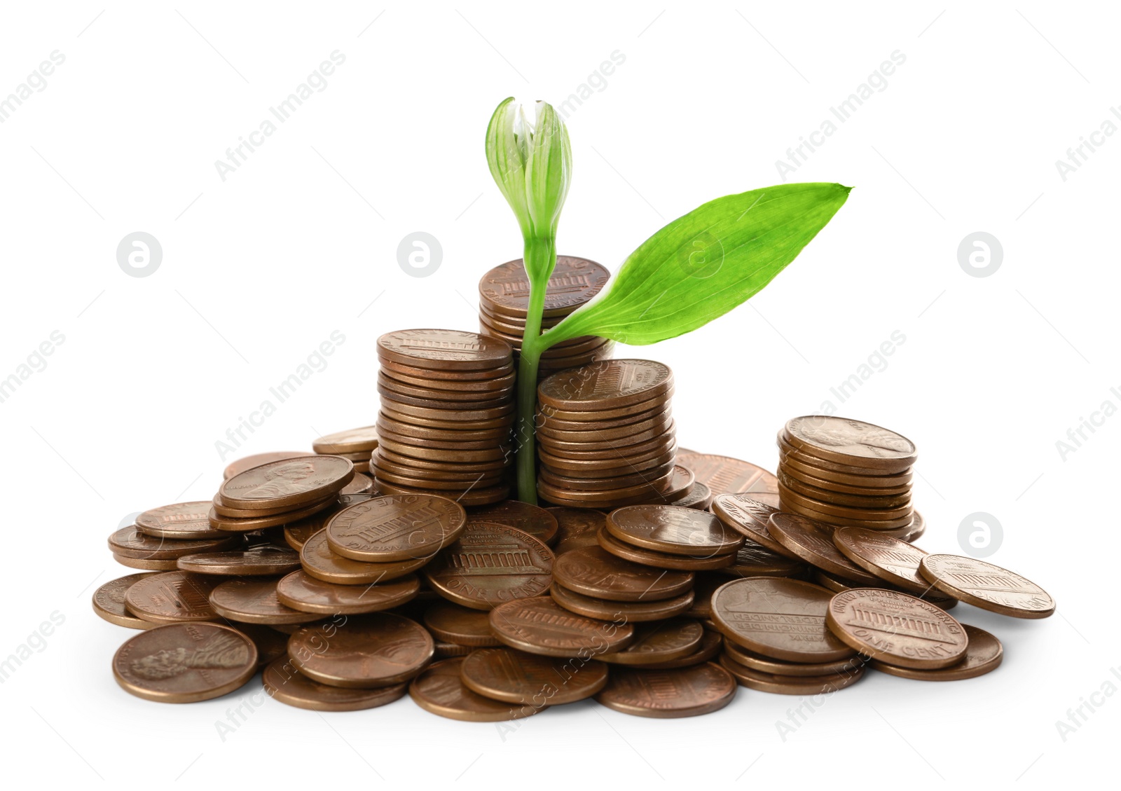 Photo of Coins and green plant on white background. Successful investment
