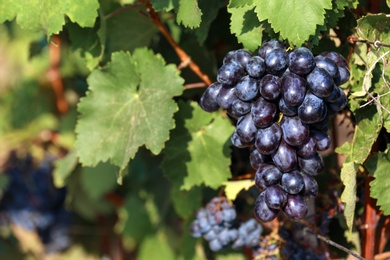 Fresh ripe juicy grapes growing on branches in vineyard