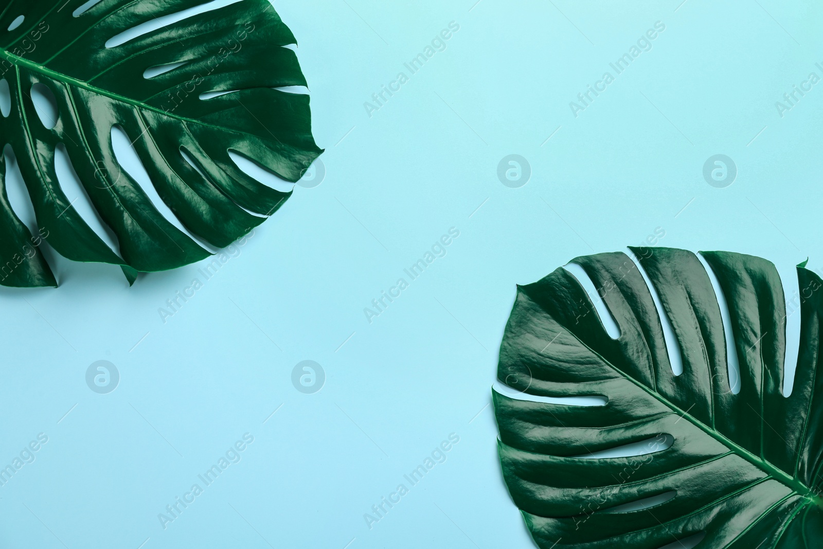 Photo of Beautiful monstera leaves on light blue background, flat lay with space for text. Tropical plant