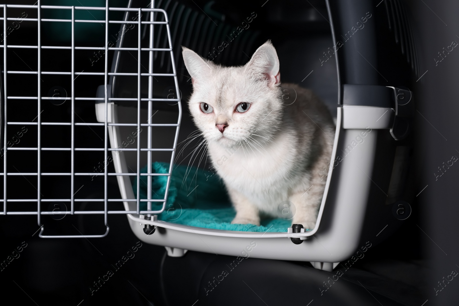 Photo of Cute white British Shorthair cat inside pet carrier