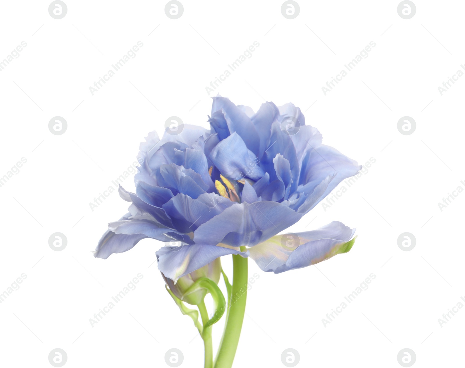 Image of Beautiful blue tulip isolated on white. Bright flower