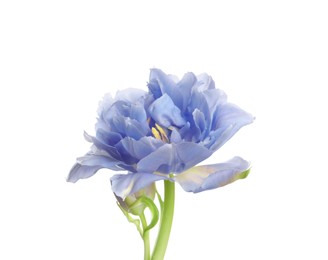 Image of Beautiful blue tulip isolated on white. Bright flower