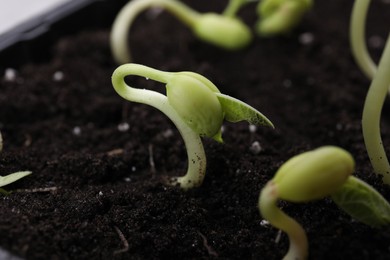 Photo of Kidney bean sprouts in fertile soil, closeup