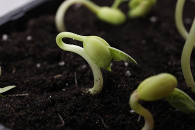 Kidney bean sprouts in fertile soil, closeup