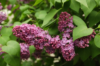 Beautiful blossoming lilac outdoors, closeup view. Springtime