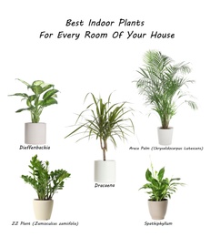 Image of Set of best house plants on white background