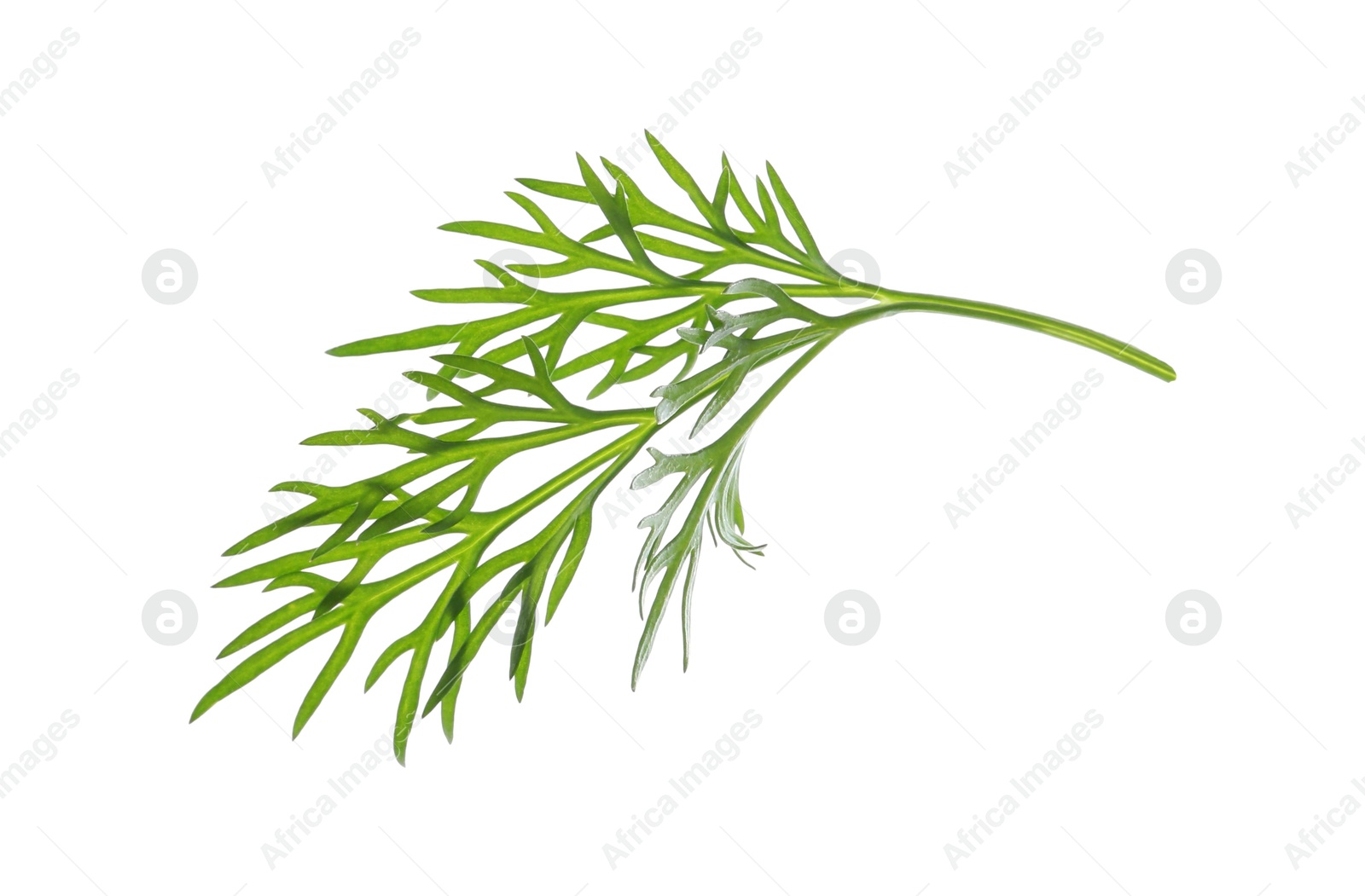 Photo of Sprig of fresh dill isolated on white