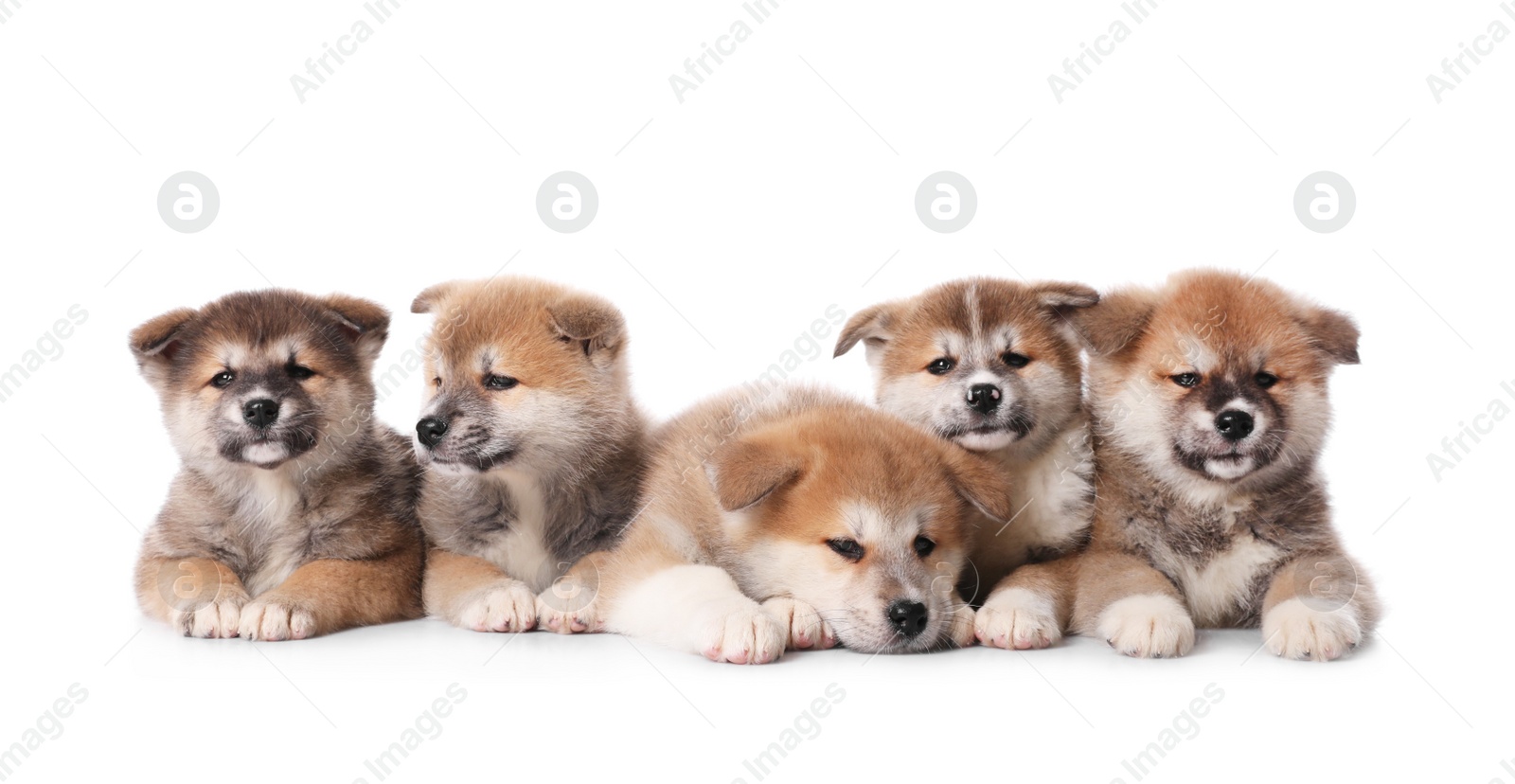 Photo of Adorable Akita Inu puppies on white background