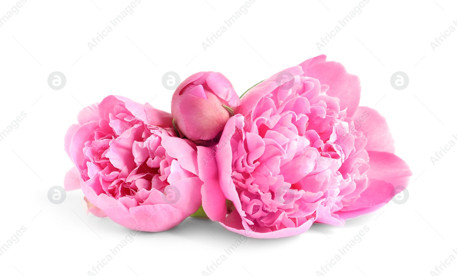 Photo of Beautiful fresh peony flowers on white background