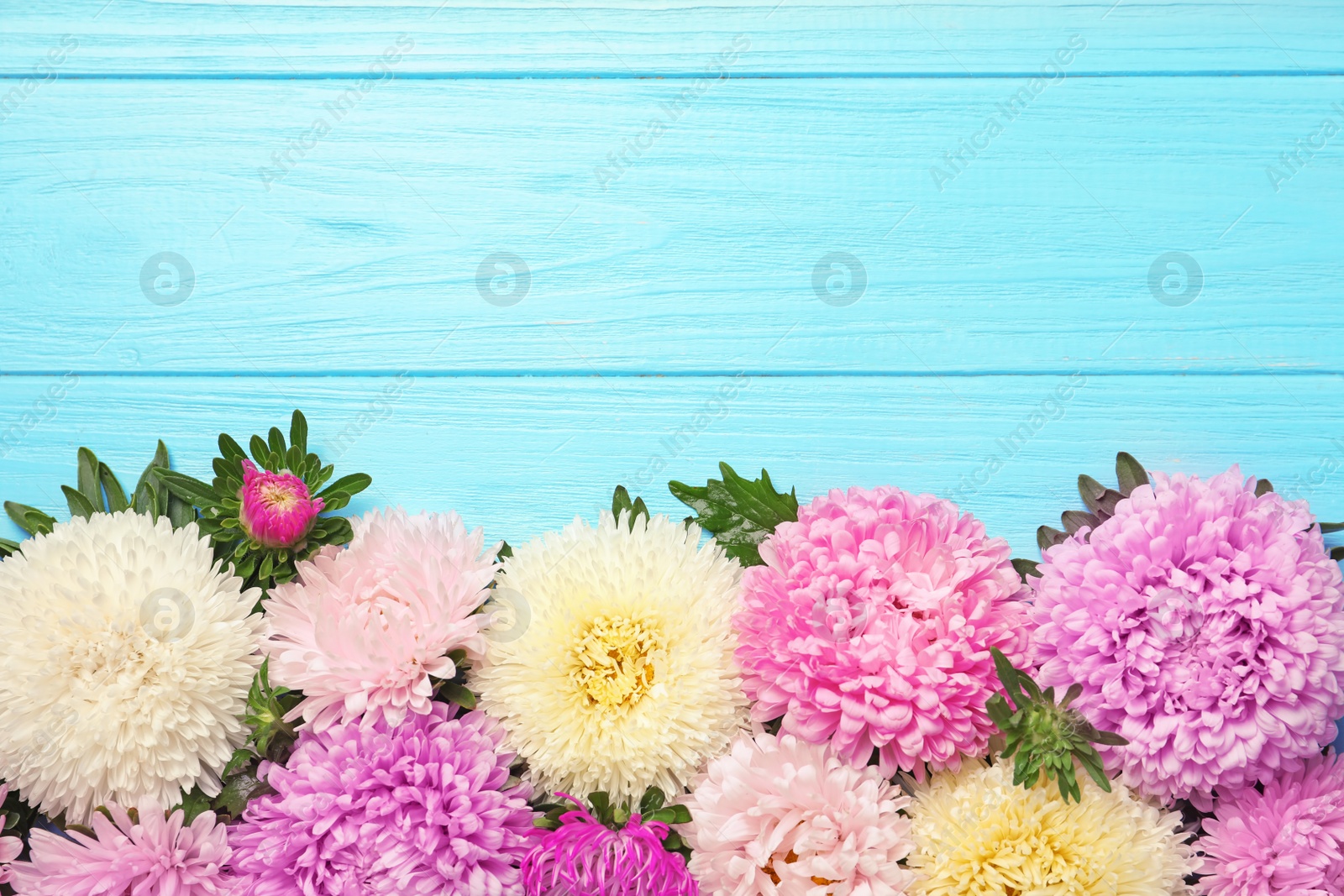 Photo of Beautiful aster flowers and space for text on wooden background, flat lay