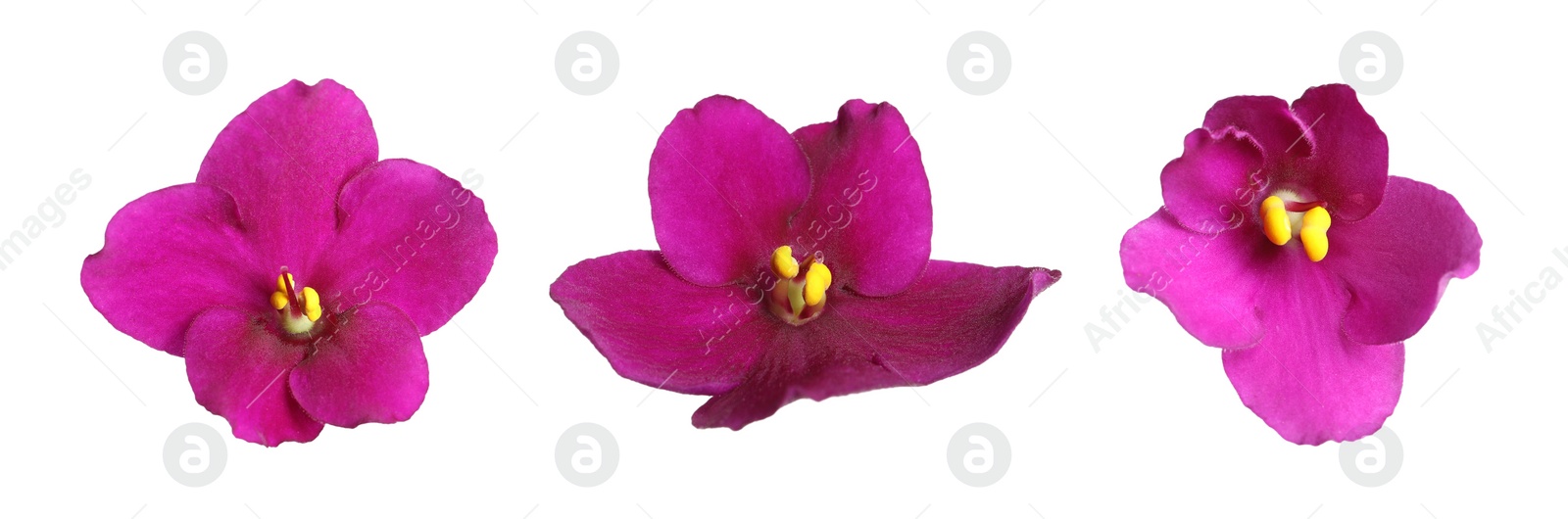 Image of Set with beautiful violet flowers on white background. Banner design