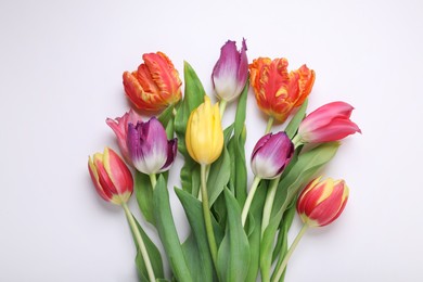 Beautiful colorful tulip flowers on white background, flat lay