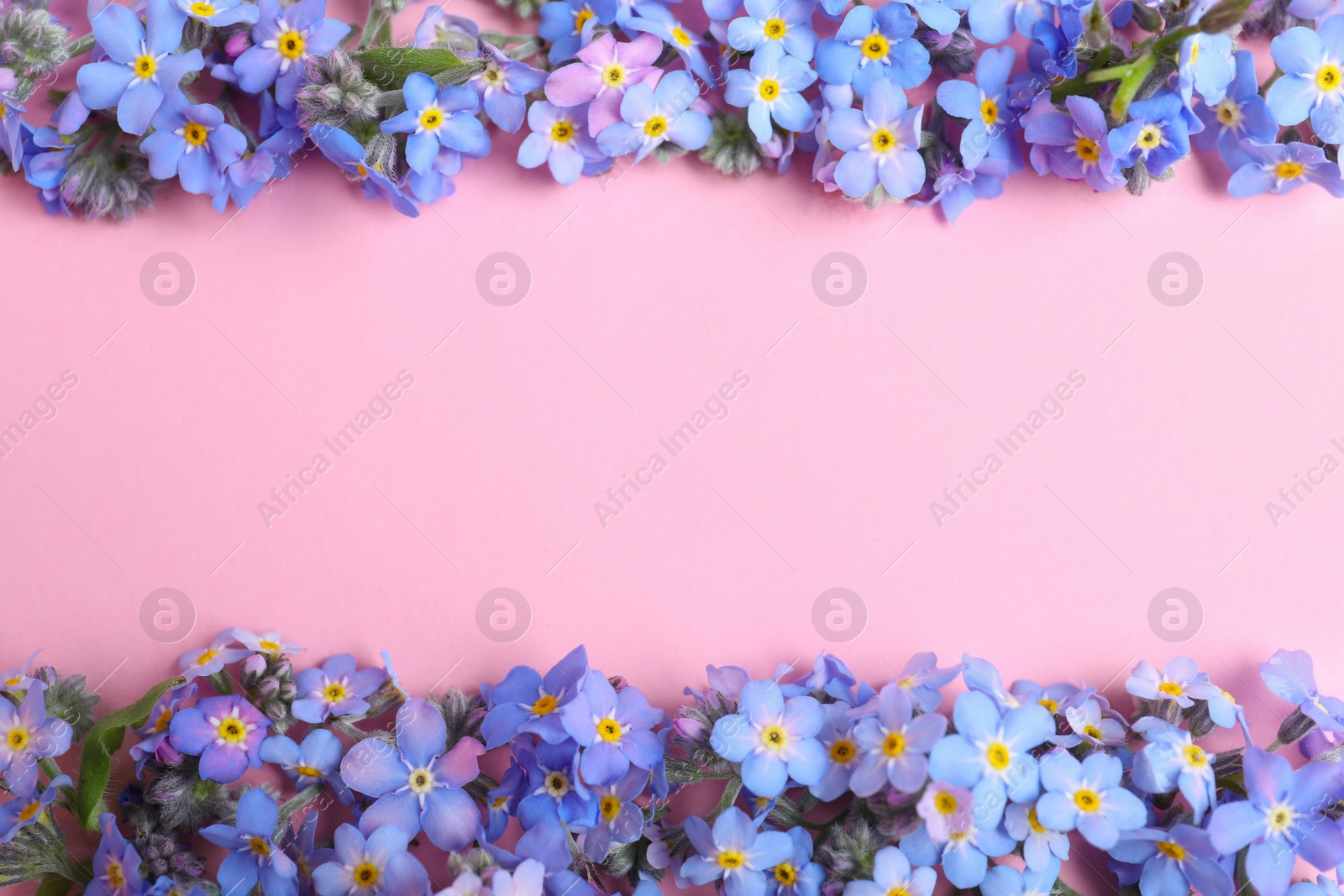 Photo of Frame made of amazing forget-me-not flowers on color background, flat lay. Space for text