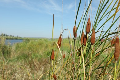 Beautiful reed plants growing outdoors on sunny day