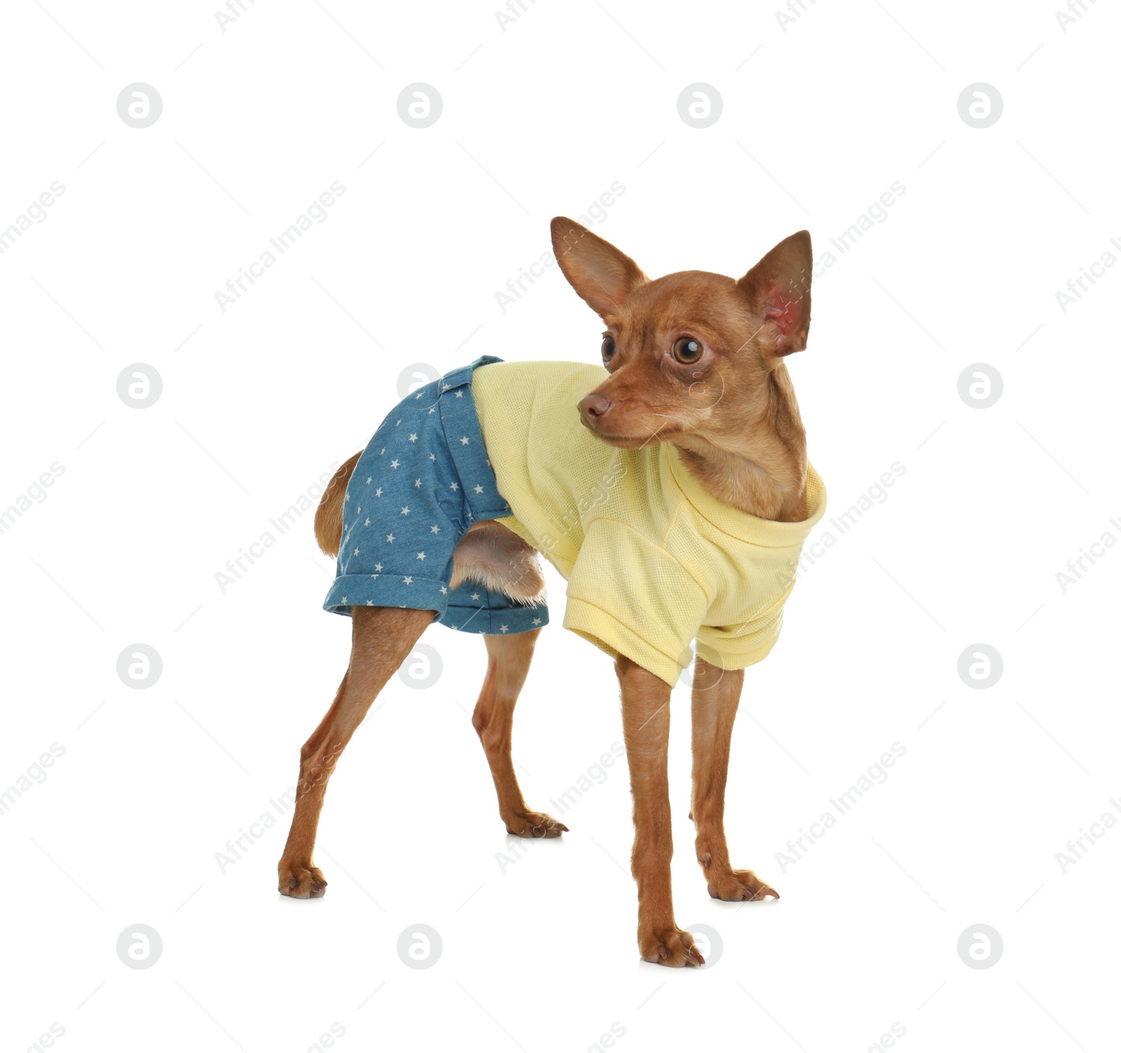 Photo of Cute toy terrier in funny clothes isolated on white. Domestic dog