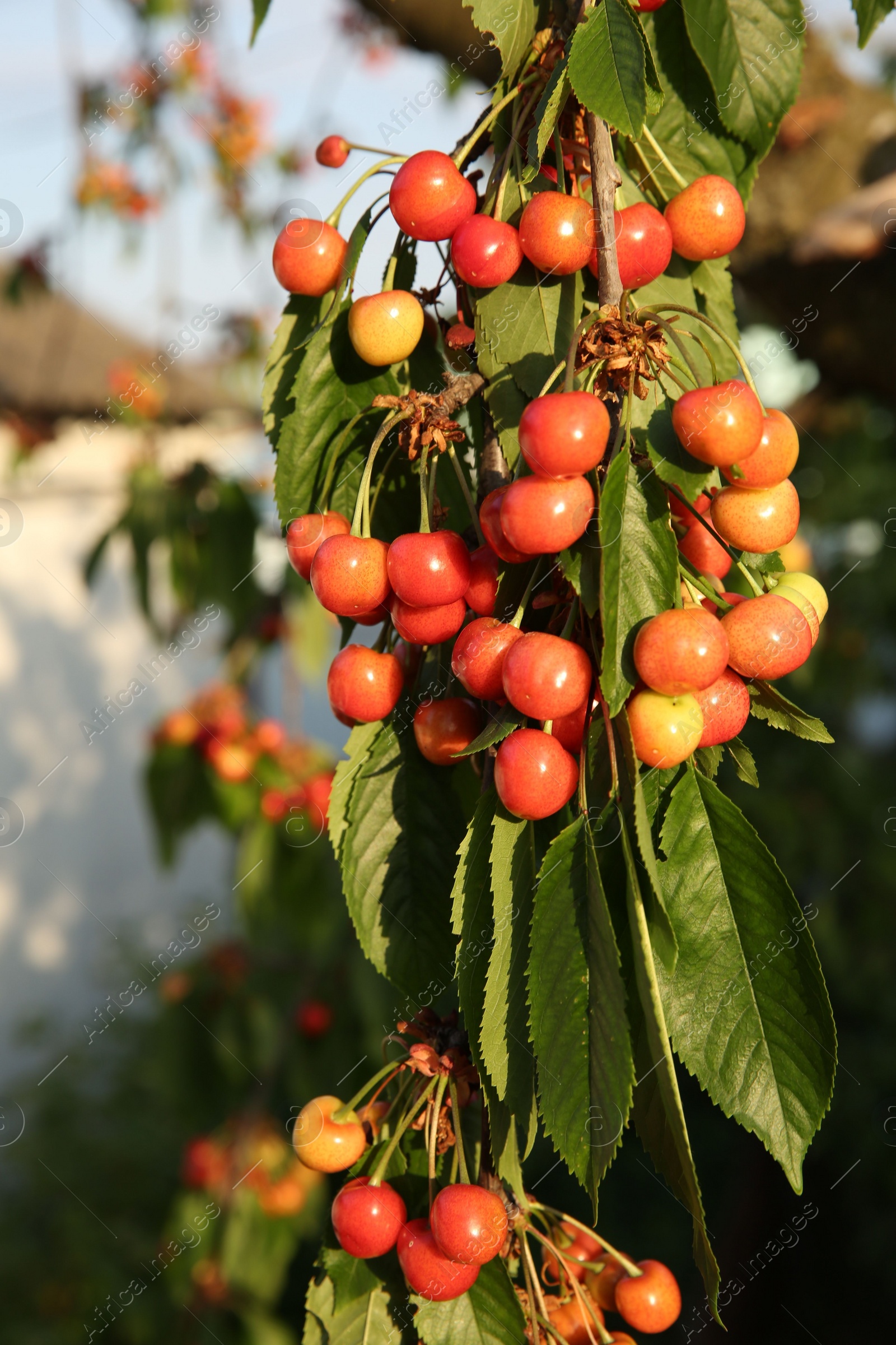 Photo of Cherry tree with green leaves and unripe berries growing outdoors, closeup