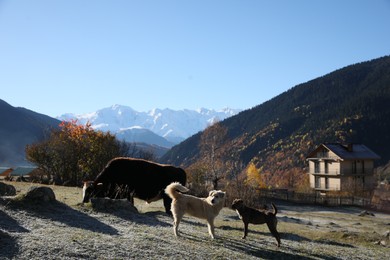 Photo of View of cow and dogs in mountains on sunny day