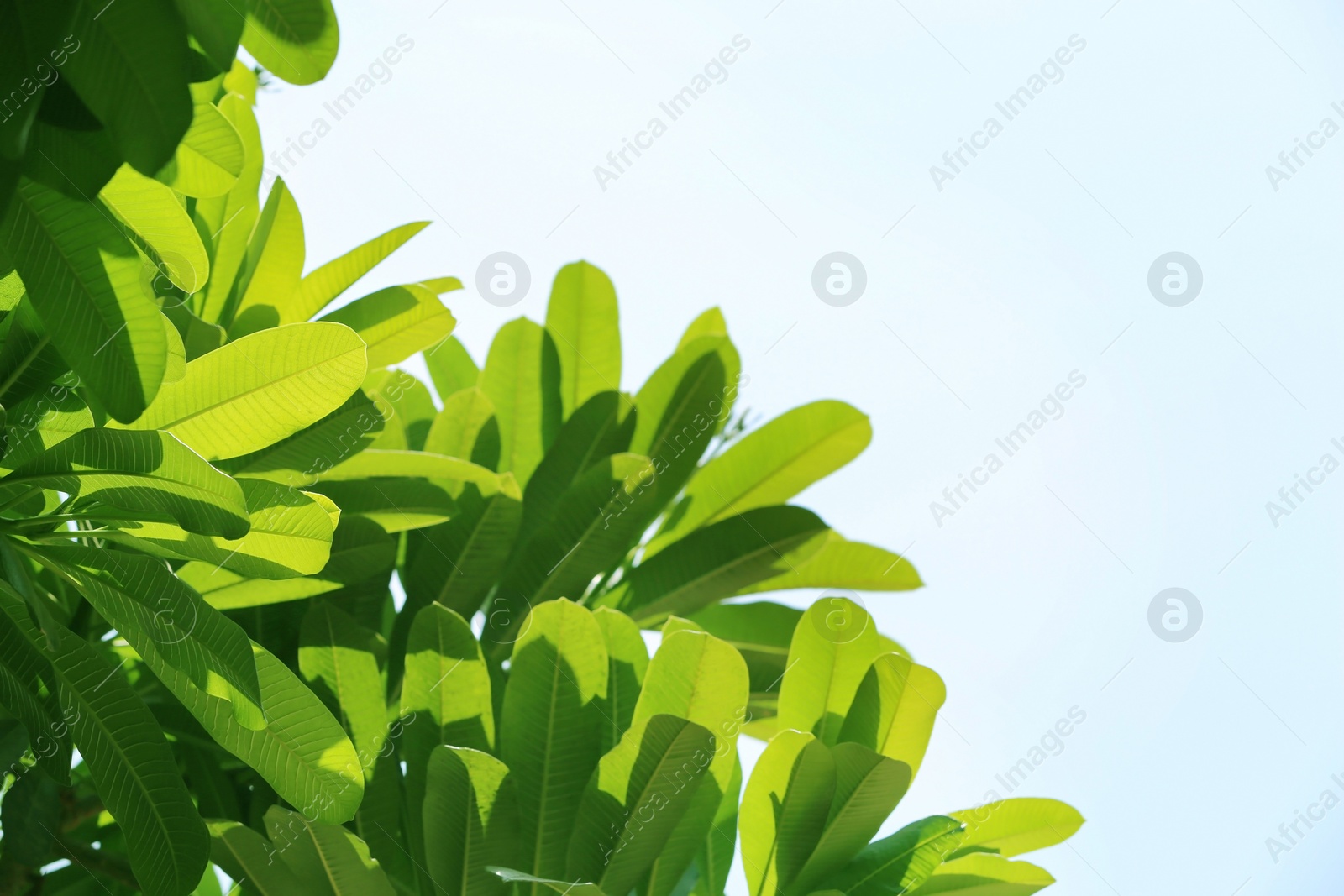 Photo of Green leaves of exotic plant at tropical resort on sunny day