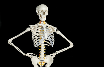 Photo of Artificial human skeleton model on black background