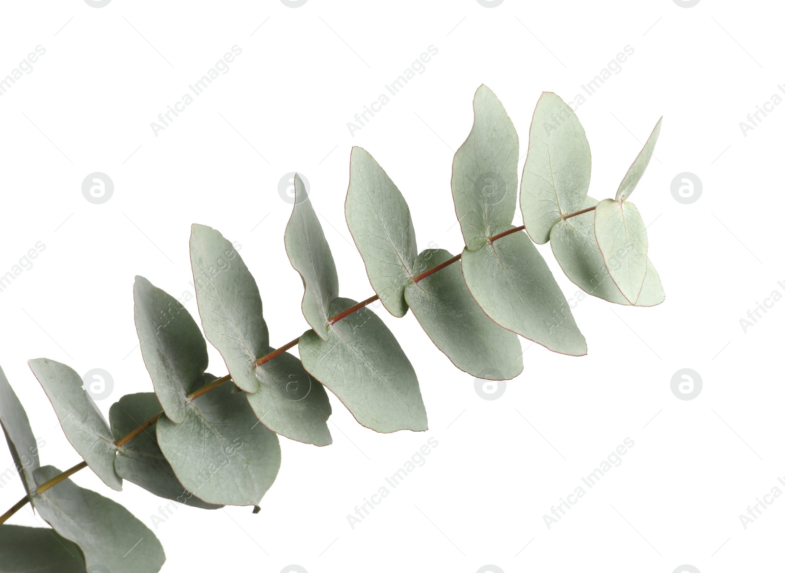 Photo of Eucalyptus branch with fresh leaves isolated on white