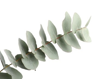 Eucalyptus branch with fresh leaves isolated on white