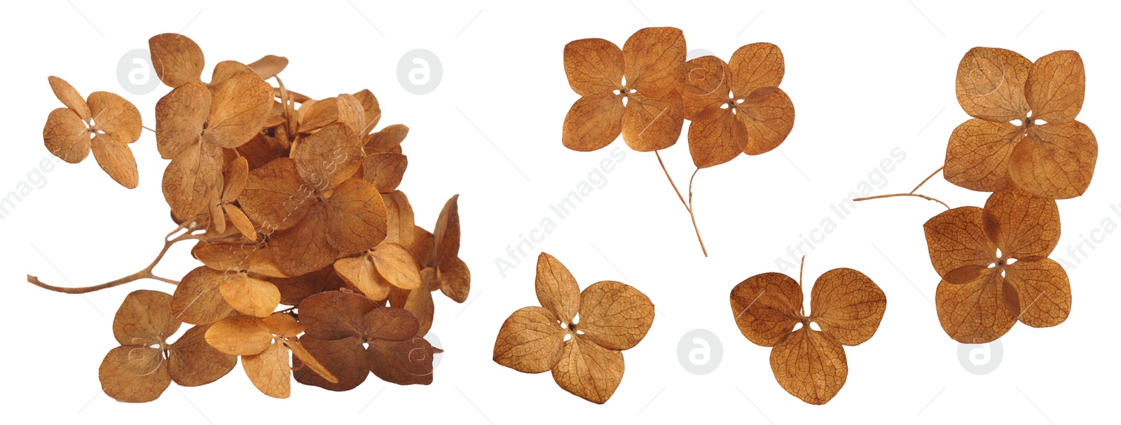 Image of Collage with dry hortensia (hydrangea) on white background. Banner design