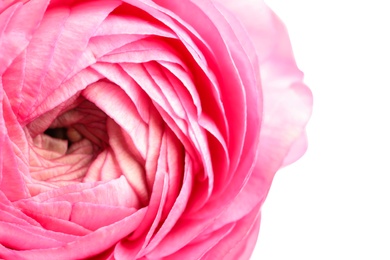 Photo of Closeup view of beautiful delicate ranunculus flower