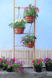 Beautiful petunia flowers in pots near light blue wall