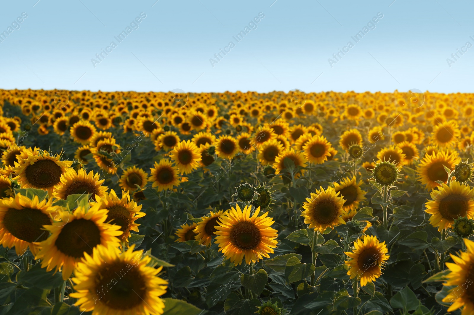 Photo of Beautiful view of field with blooming sunflowers under sky on summer day