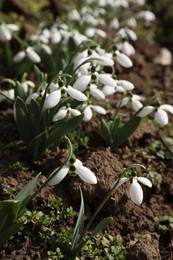 Photo of Beautiful white blooming snowdrops growing outdoors, closeup