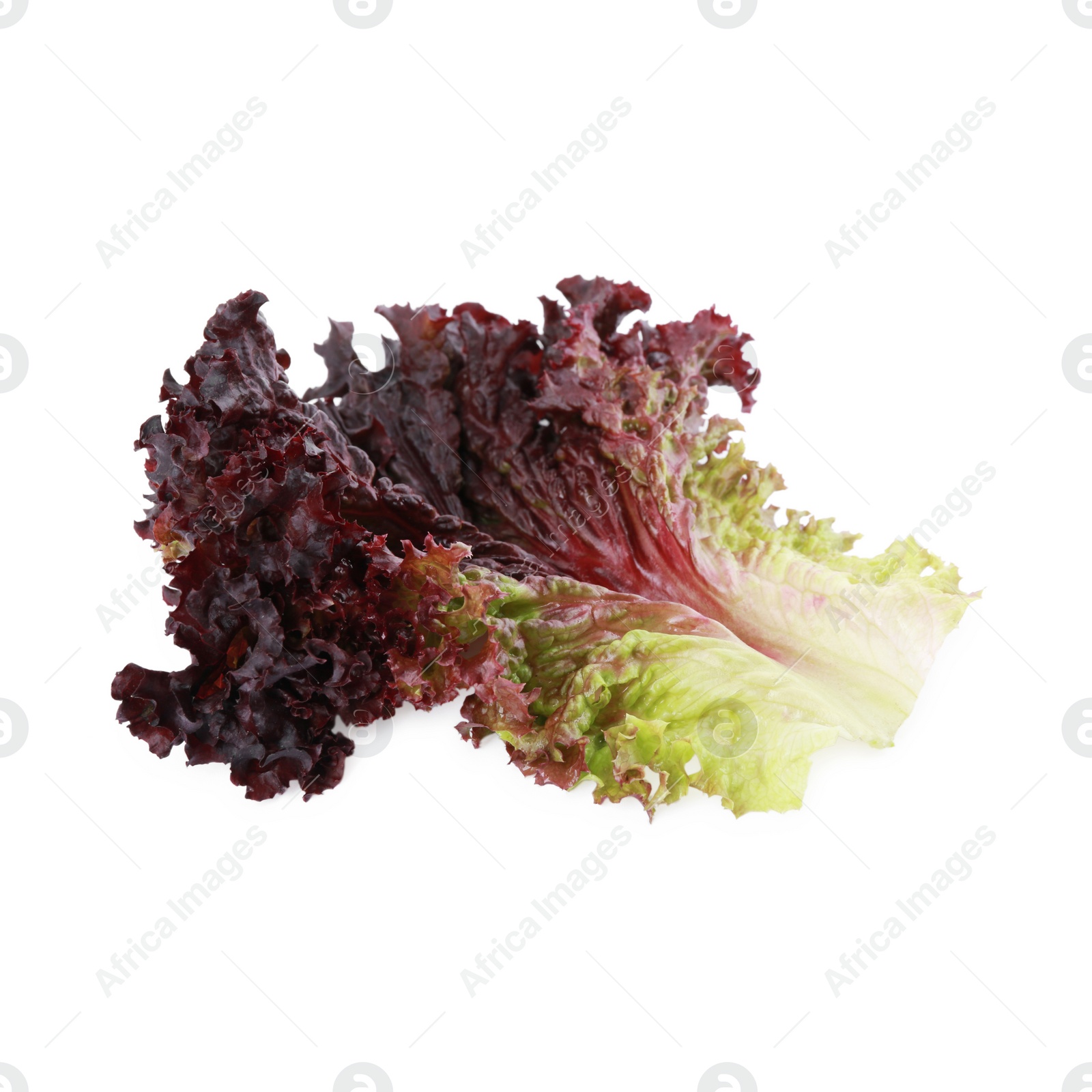 Photo of Leaf of fresh red coral lettuce isolated on white