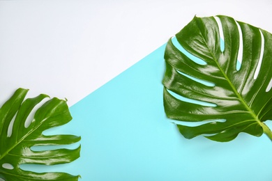 Photo of Fresh tropical monstera leaves on color background, top view