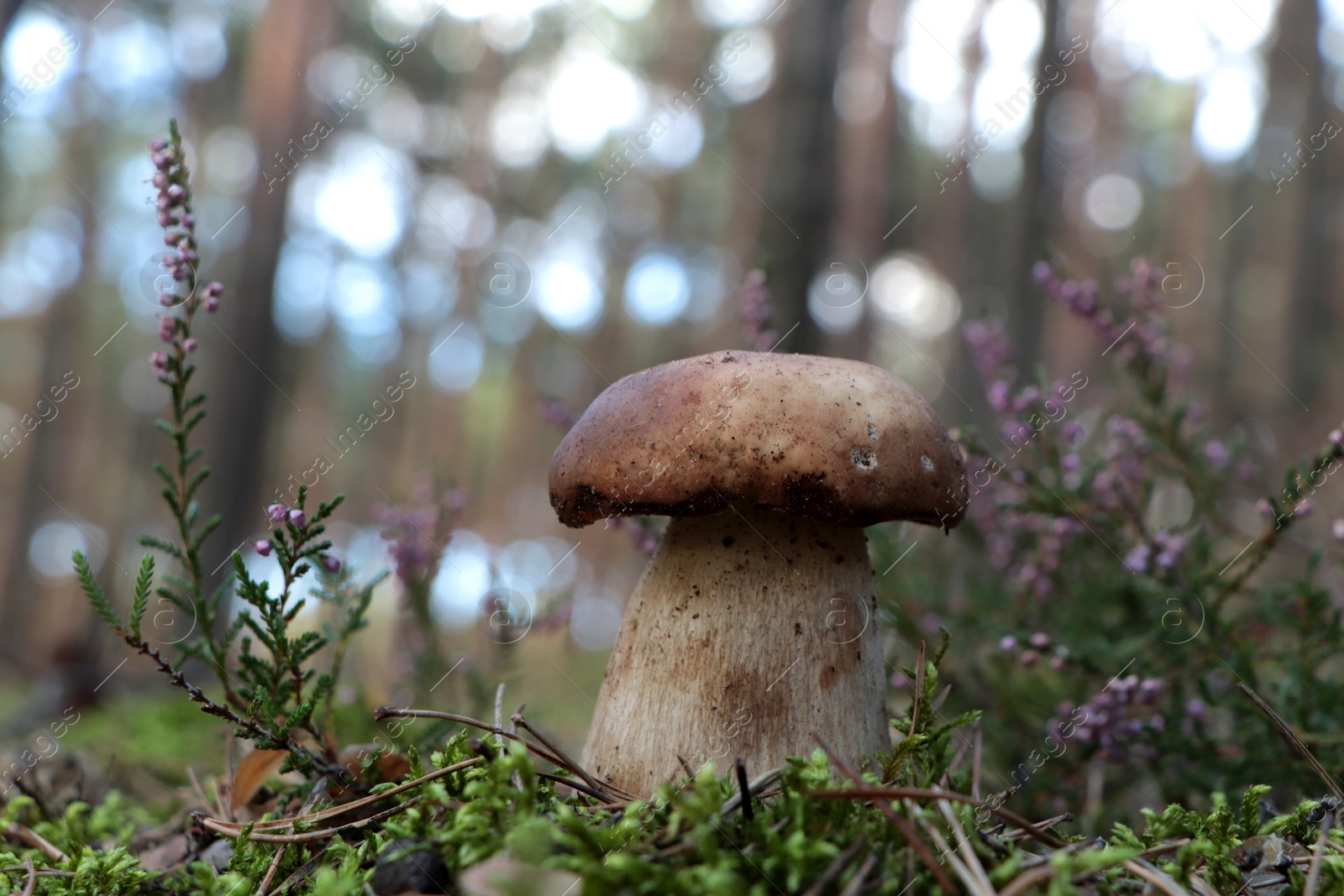 Photo of Beautiful porcini mushroom growing in forest on autumn day