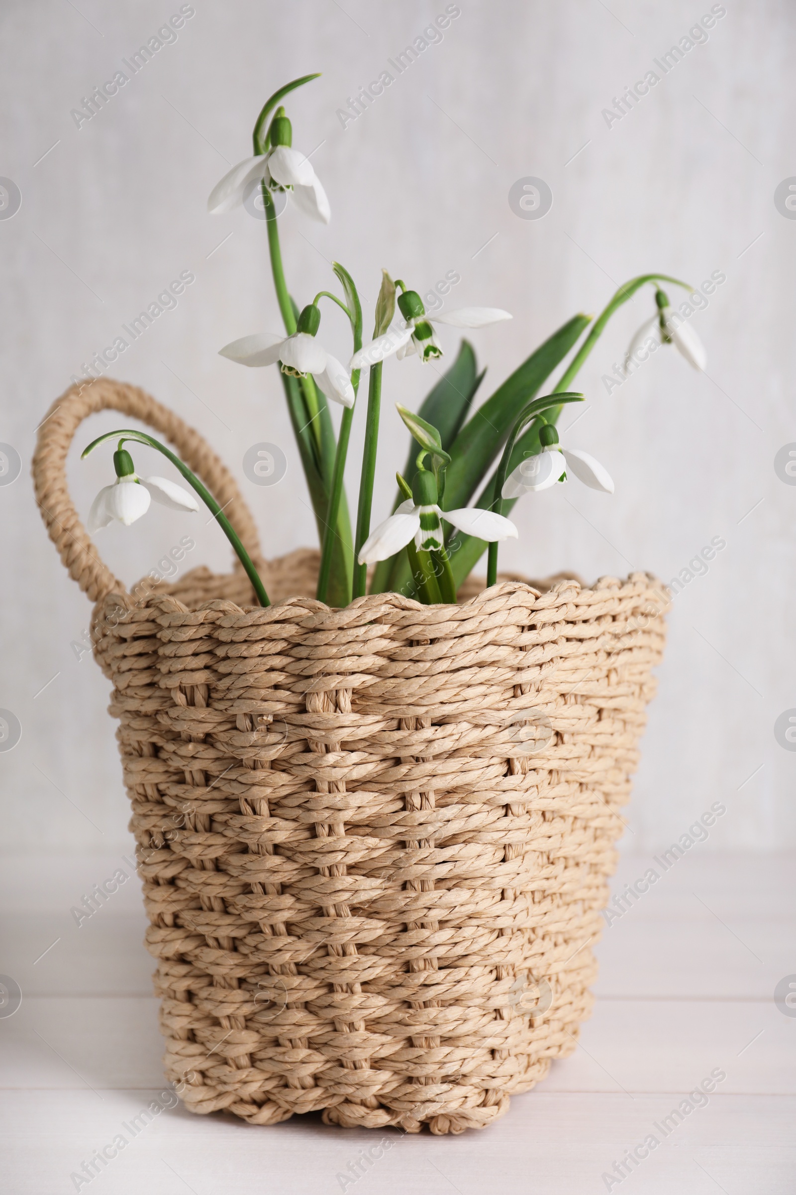 Photo of Beautiful snowdrops in wicker basket on light table