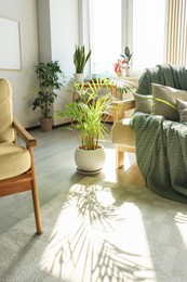 Photo of Beautiful sunlit room with stylish furniture and different houseplants