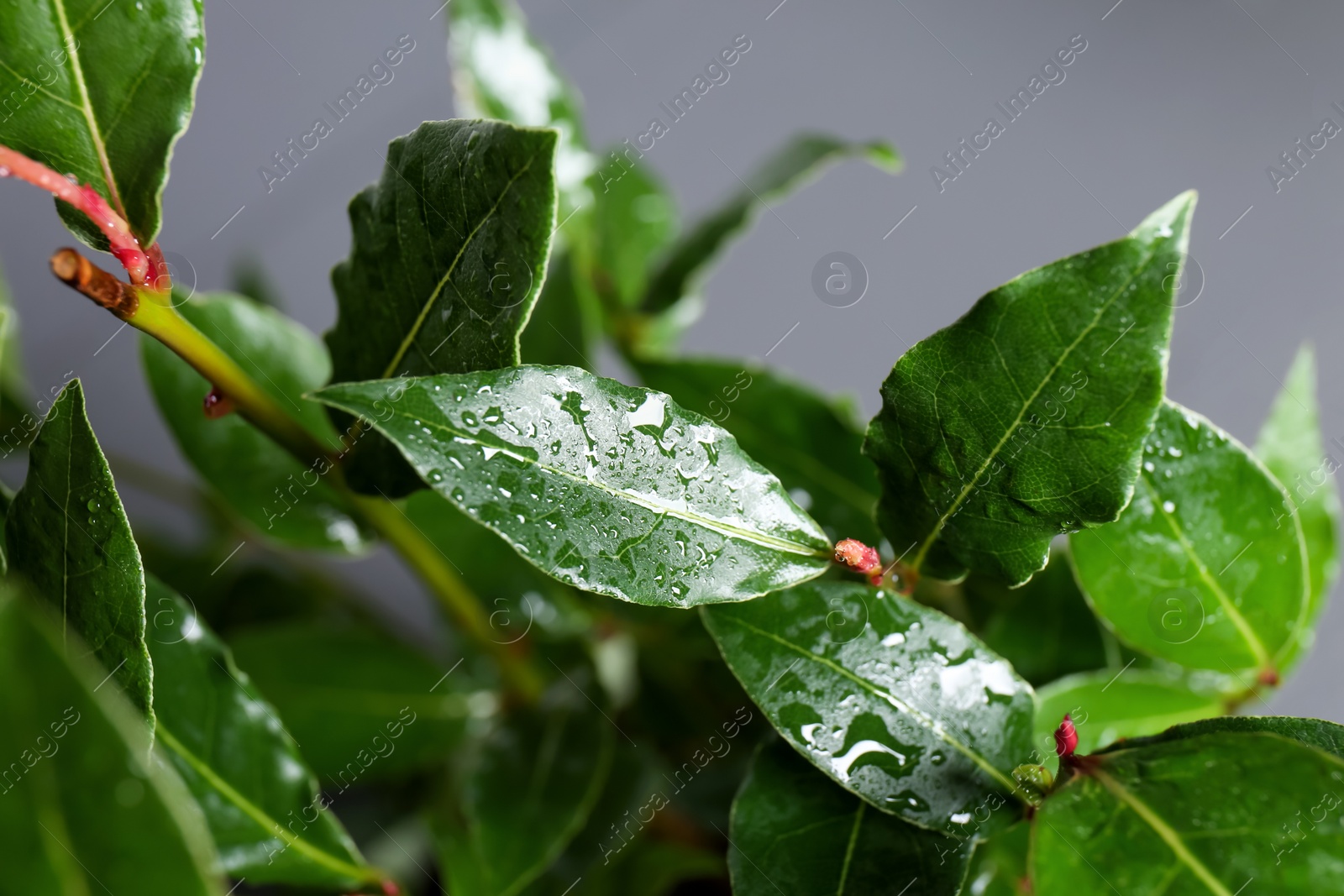 Photo of Bay tree with green leaves growing on light grey background, closeup