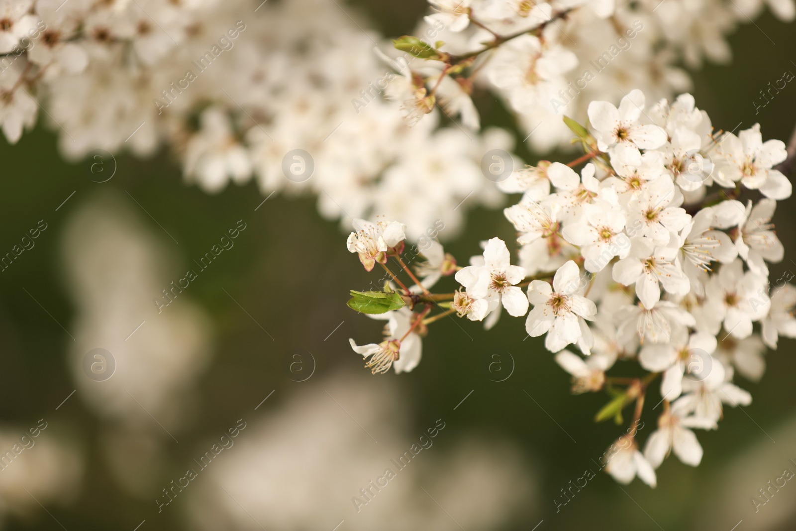 Photo of Closeup view of blossoming tree outdoors on spring day