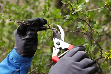 Photo of Gardener pruning currant bush with shears outdoors, closeup
