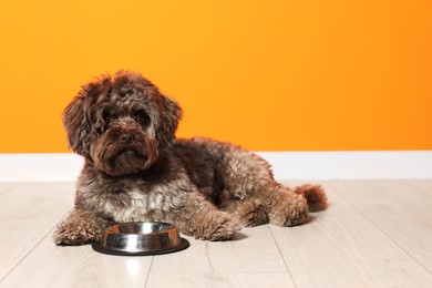 Photo of Cute Maltipoo dog and his bowl on floor near orange wall, space for text. Lovely pet