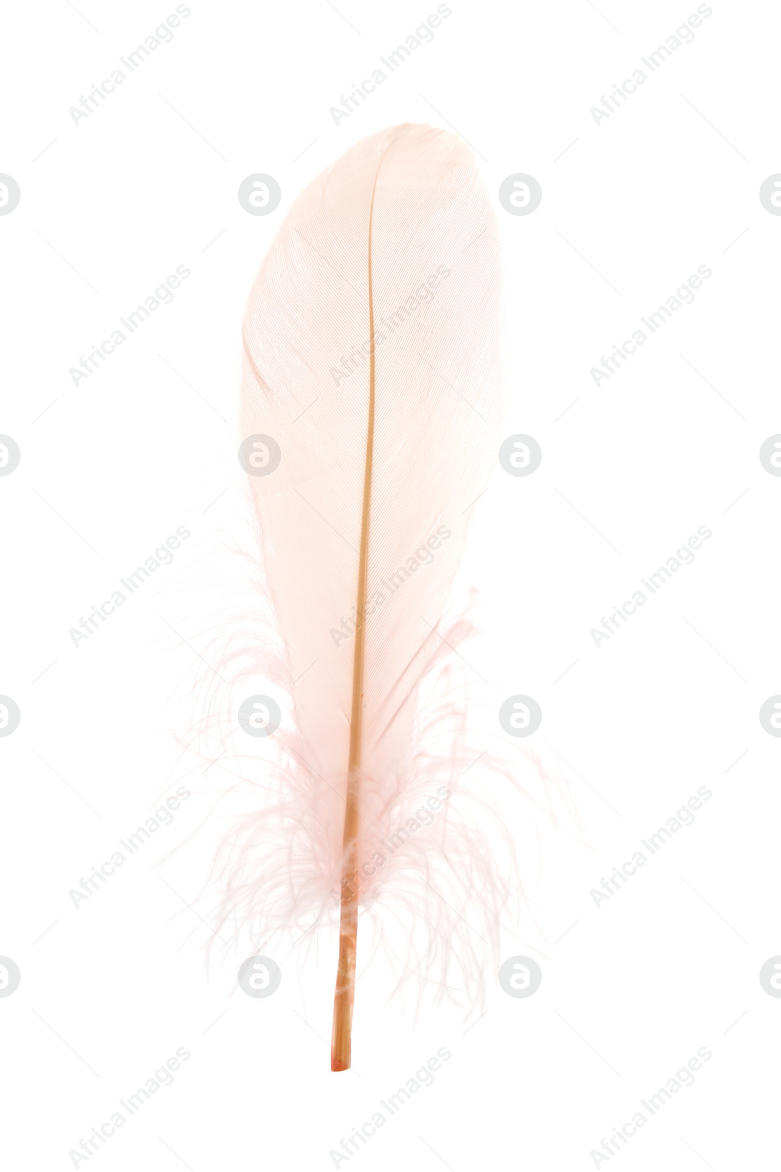 Photo of Beautiful delicate light pink feather isolated on white