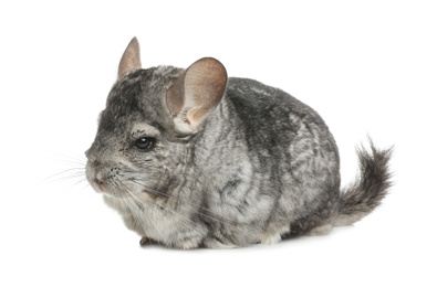 Photo of Cute funny grey chinchilla isolated on white