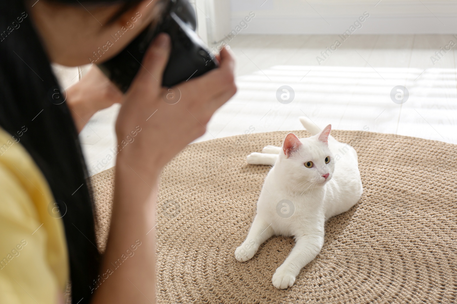 Photo of Professional animal photographer taking picture of beautiful white cat indoors, closeup