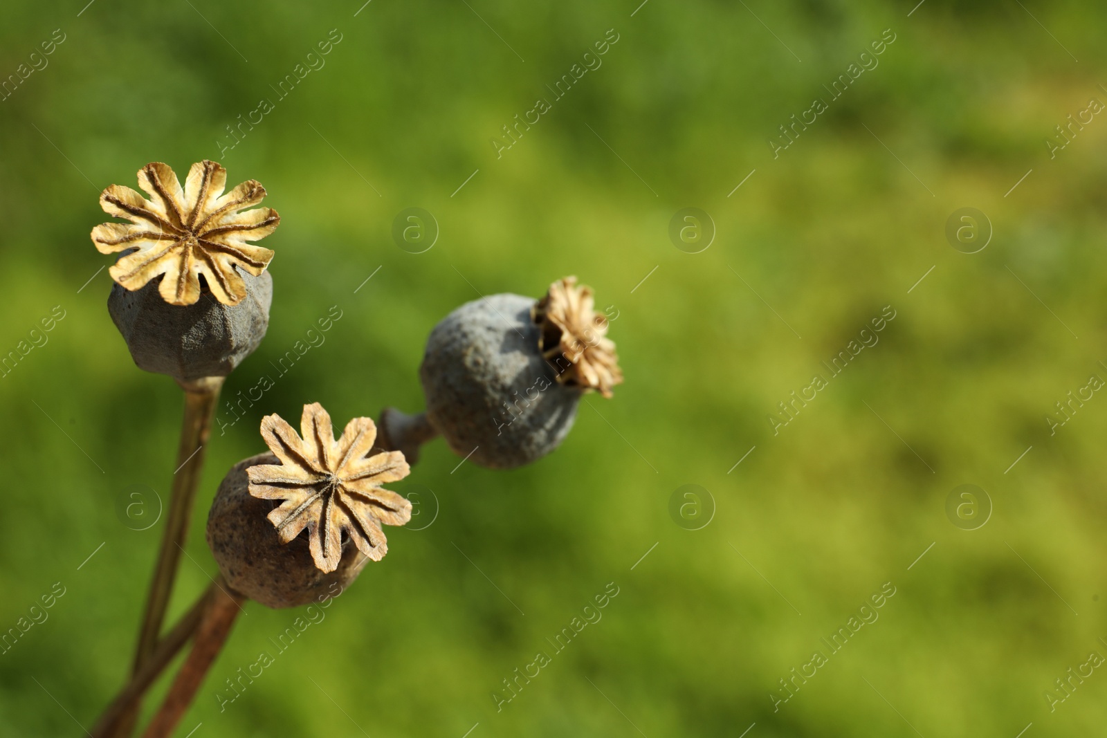 Photo of Dry poppy heads outdoors, closeup. Space for text