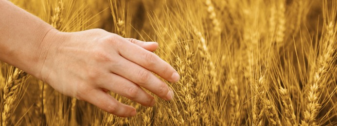 Image of Woman in field with ripe wheat, closeup. Banner design