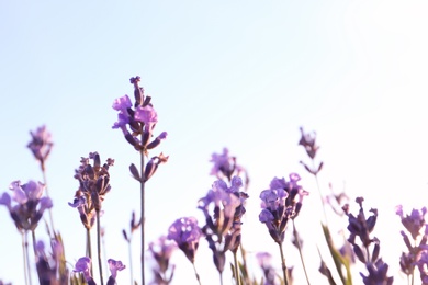 Image of Beautiful sunlit lavender flowers under blue sky outdoors, closeup view