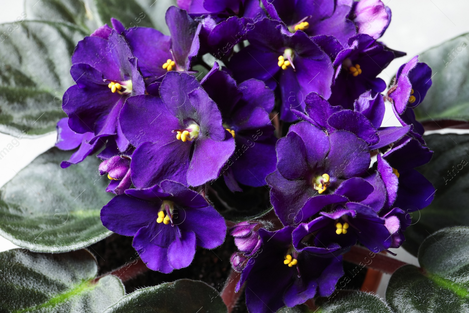 Photo of Beautiful violet flowers on light grey background. Plant for house decor