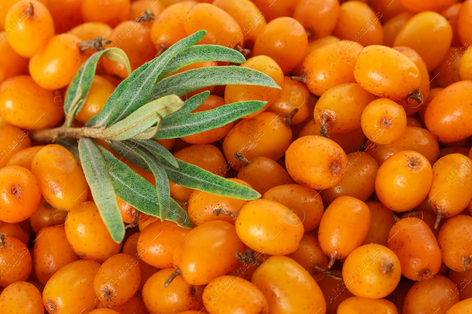 Photo of Ripe sea buckthorn berries with leaves as background, closeup
